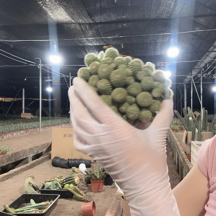 金蝶（掉头掉崽不售后）