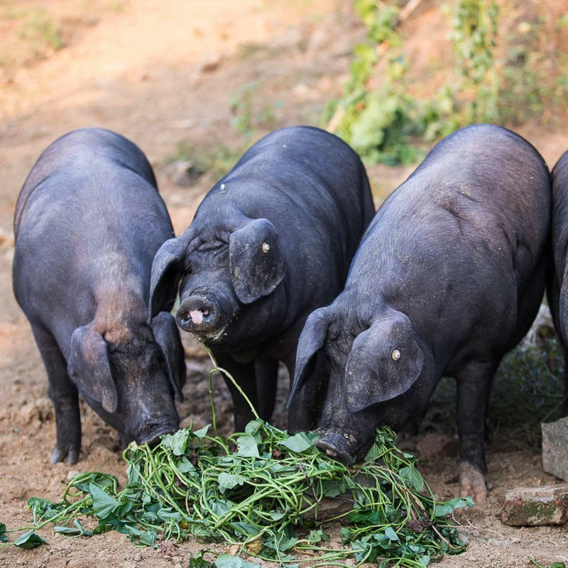 1号链接【现称现拍链接】恩施黑猪农村传统熟食喂养现杀现拍