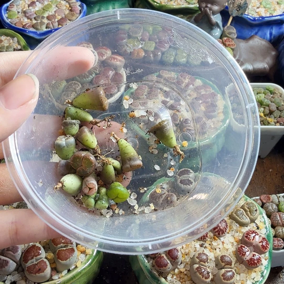 C***o多肉植物和植物等植物641