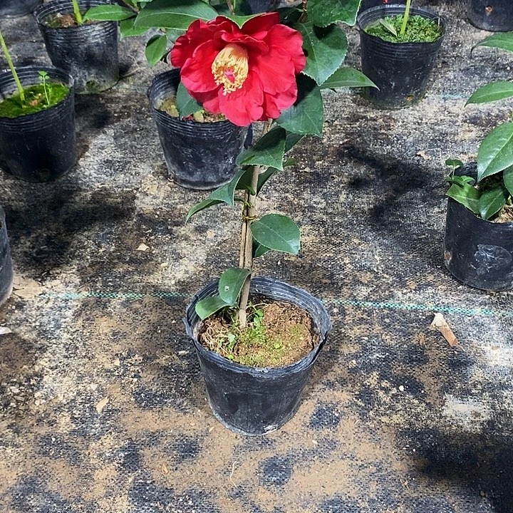 火舞茶花一物一拍