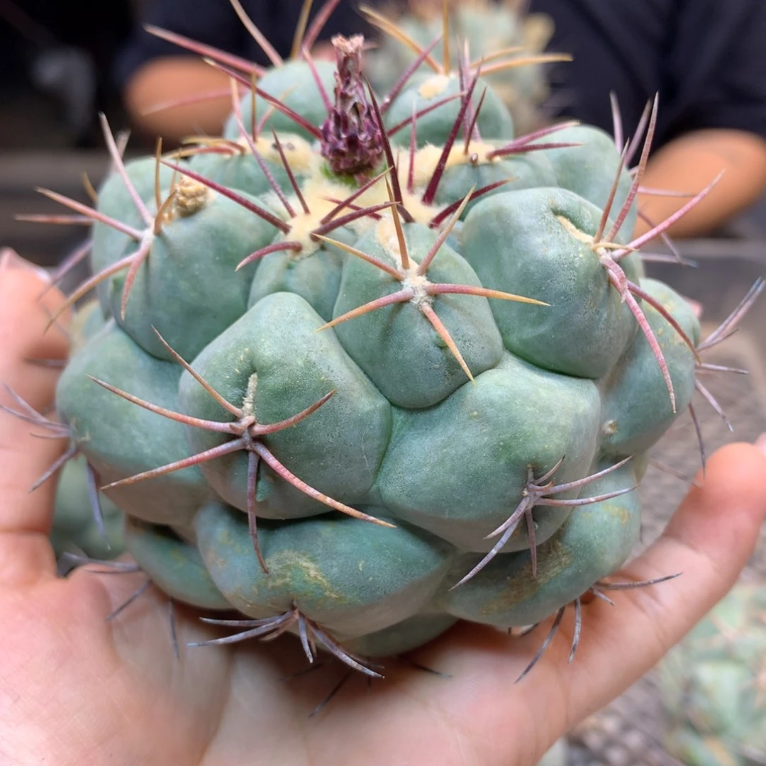 苗接 白肌天晃丸(无根包发根)8.5公分起发