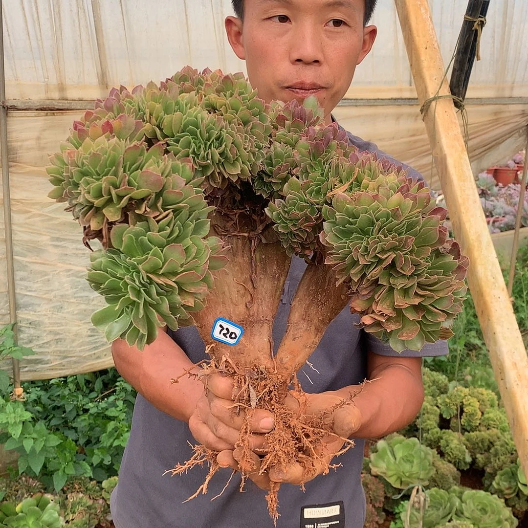 B***）720 法师缀化 一物一拍