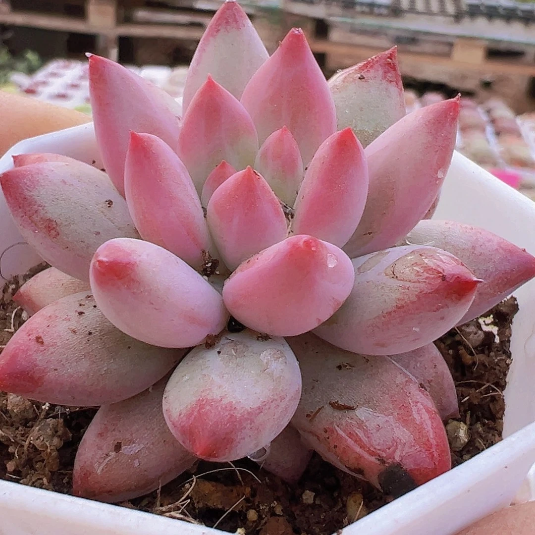 单头金鱼姬19包邮多肉