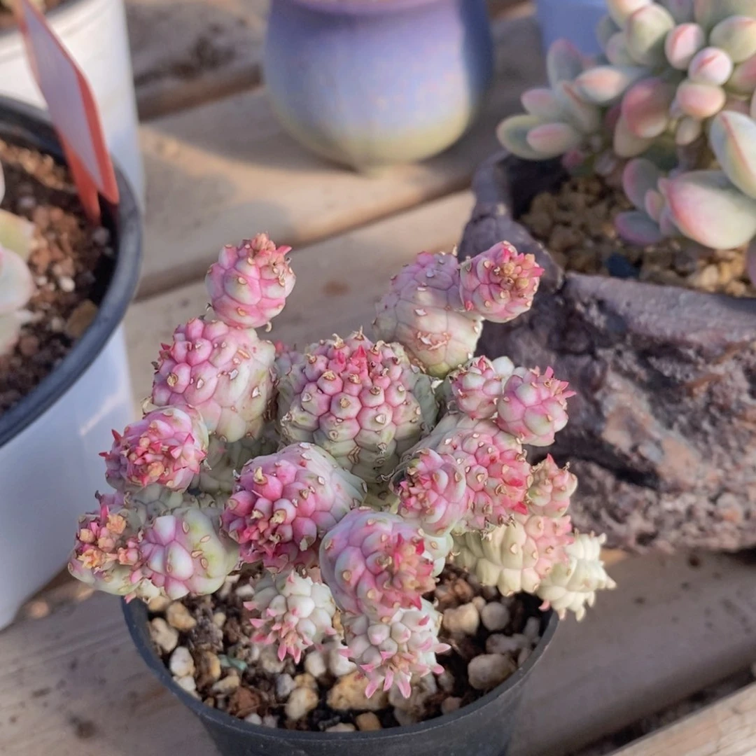 白桦麒麟锦11111111