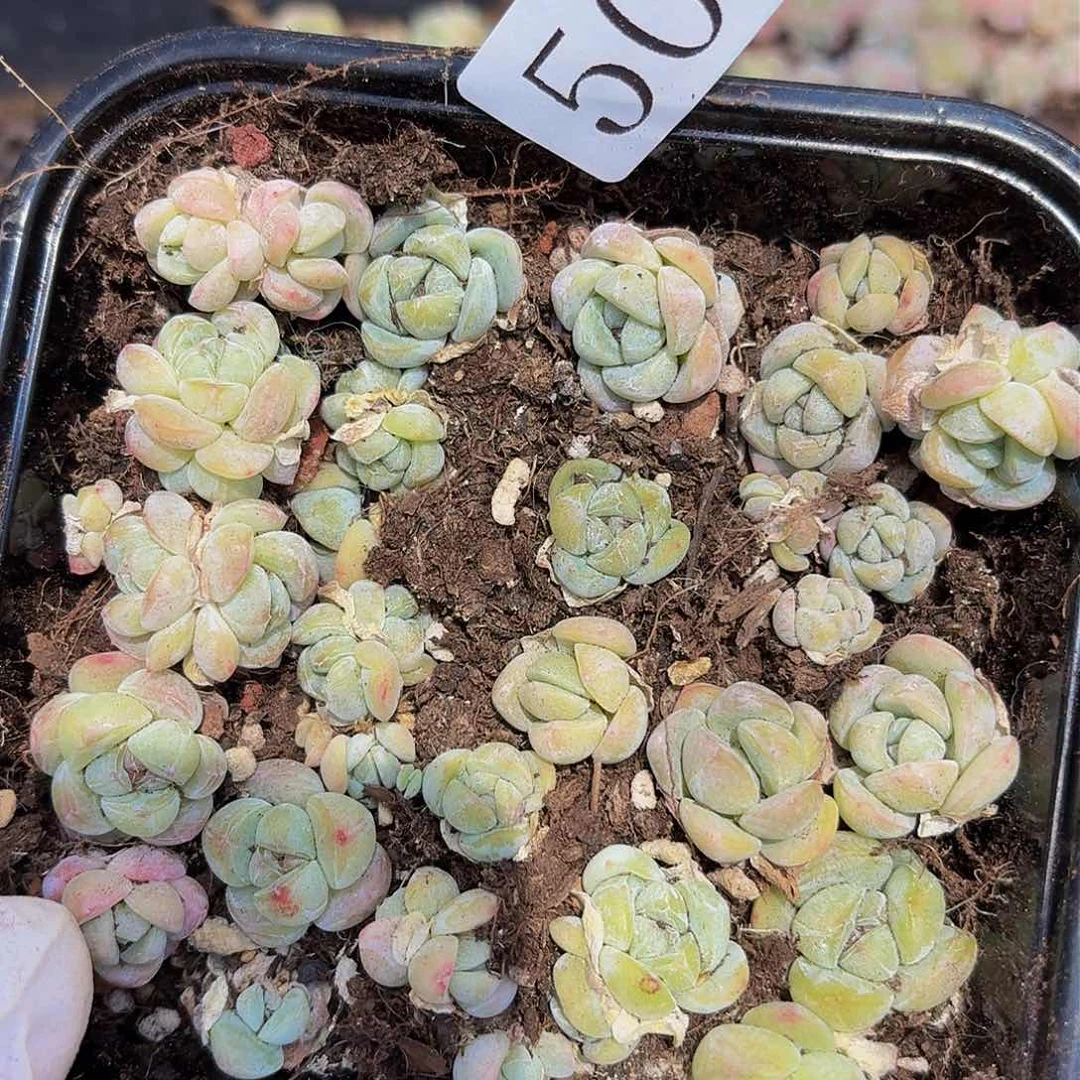 多肉植物多肉植物502