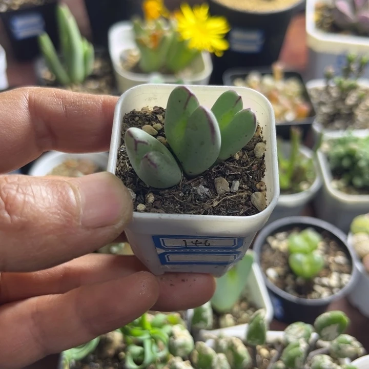 红遍少将三头可爱多肉146