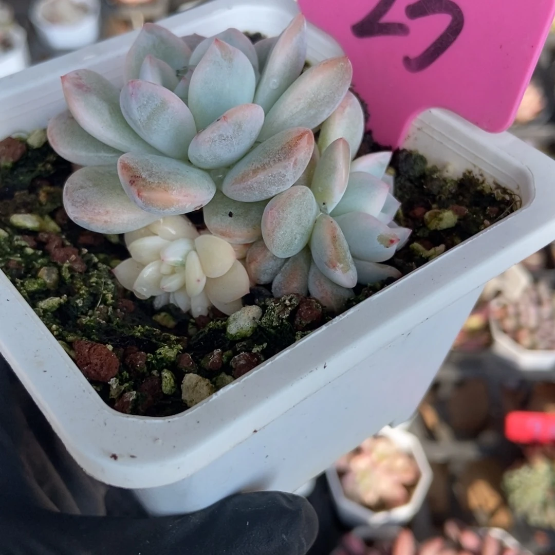 23梦露锦多肉植物
