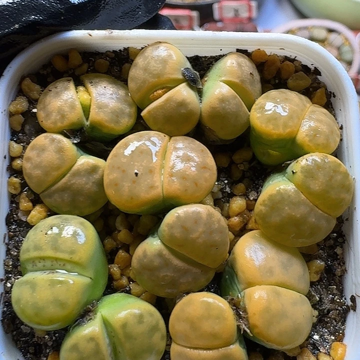 生石花3:：。在。 59号