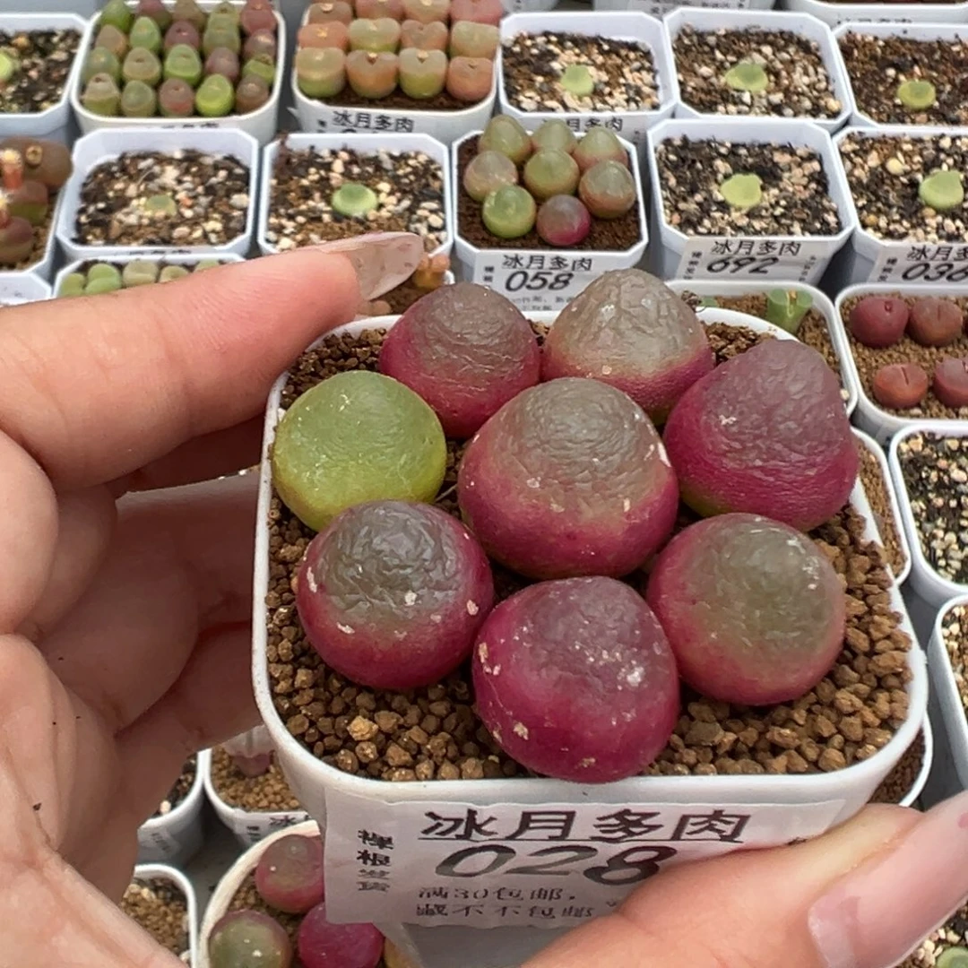 028灯泡八颗裸根发货