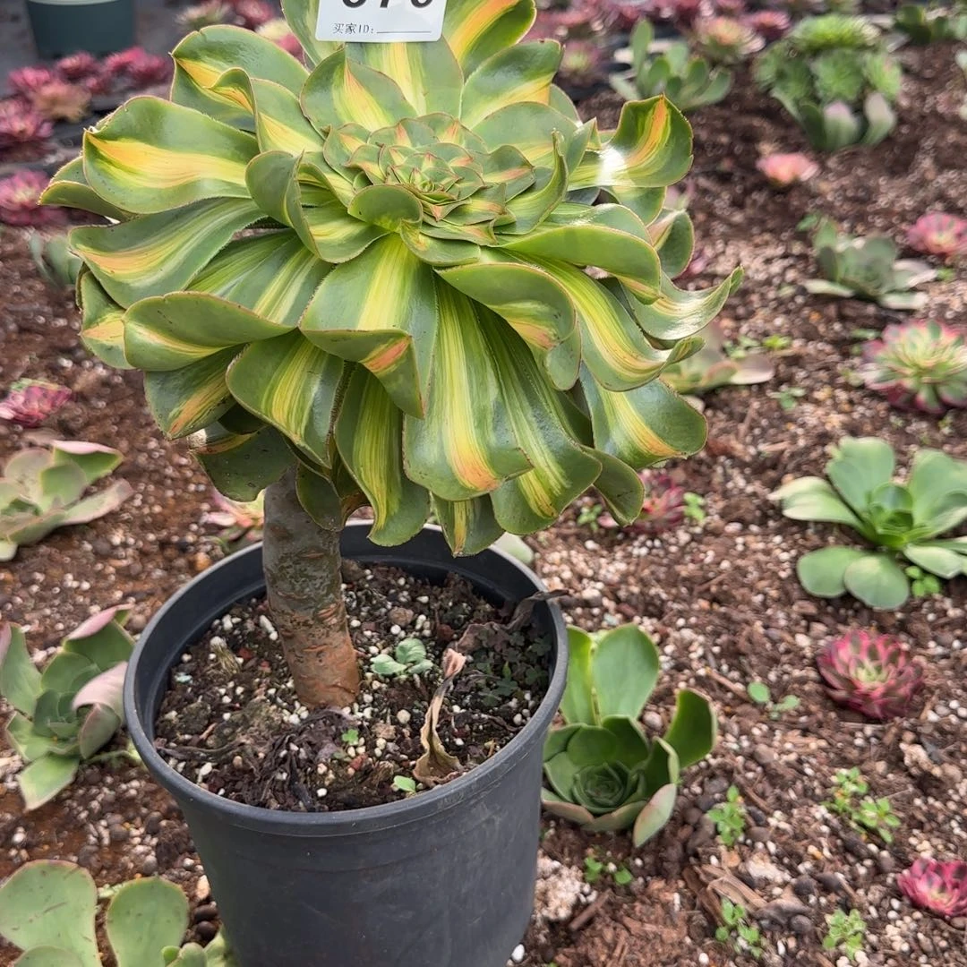 ****梦精品多肉植物0376
