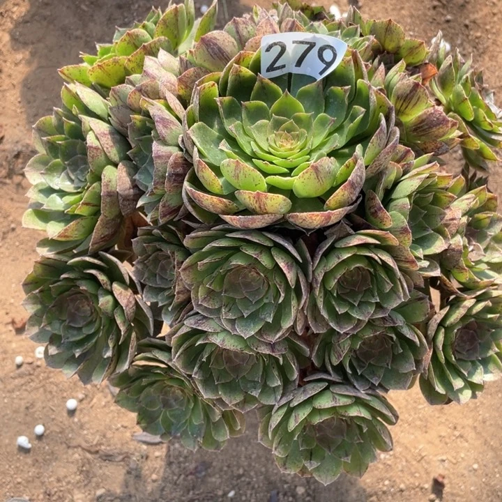 279多肉植物万拉丝