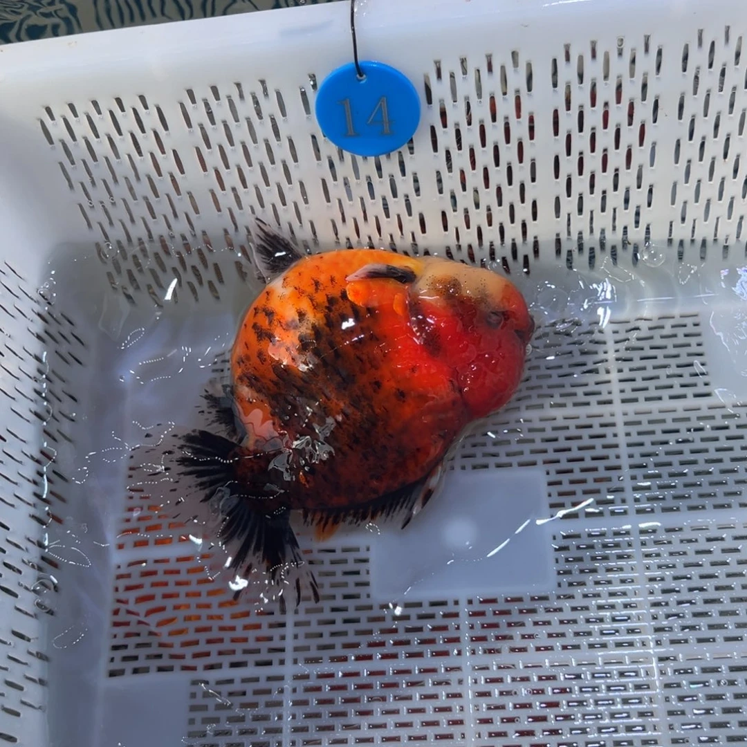 大****海水鱼你好意思么有时间过来啊