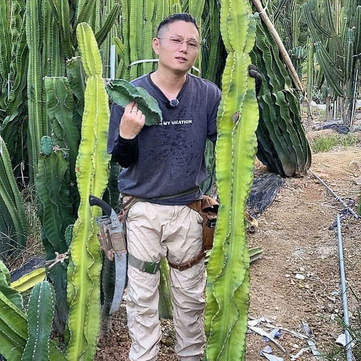 福利秘鲁苹果20公分侧枝无根