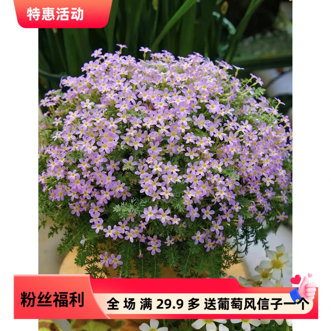 [安徽羽叶报春] 120口径盆 带花苞报春爆花苗盆栽四季开花卉植物