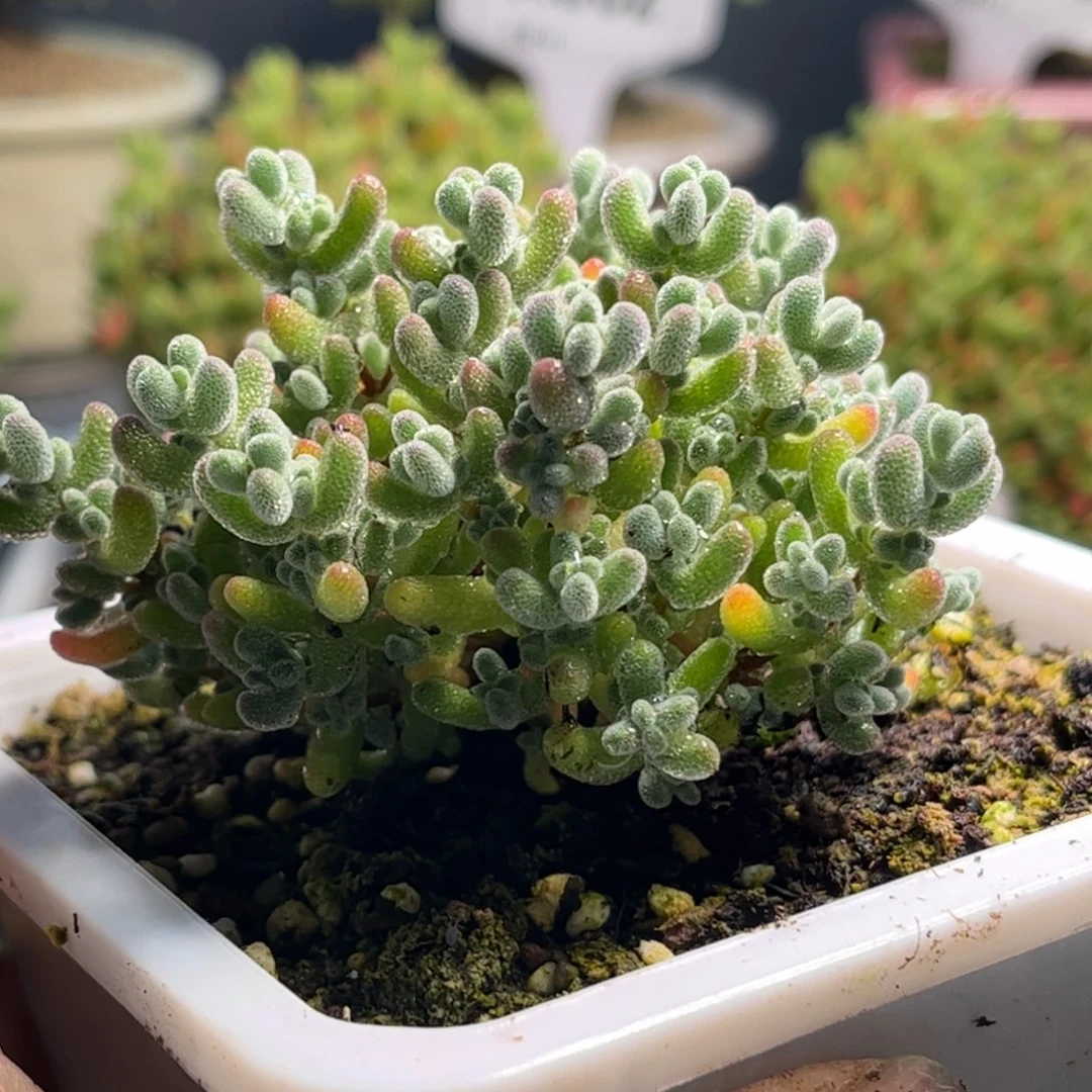 念*实生莱斯优选枝干