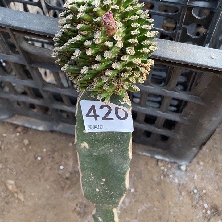 用***4三脚架接420号背四一课