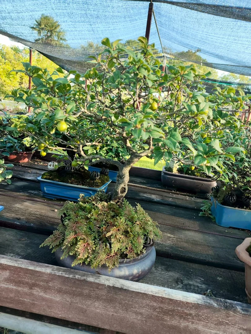 老鸦皇后老鸦柿盆景素材1—5