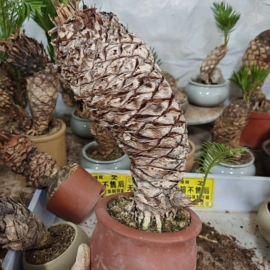 爱***言无花朵白鳞铁盆景基地价