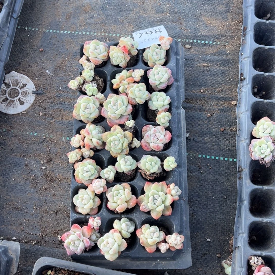 鱼****798号瑕疵冰玉到手21颗 不包整散不售后一物一拍