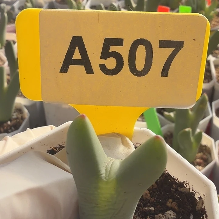 507mmmmmmmmmmmmmmmmmnmm