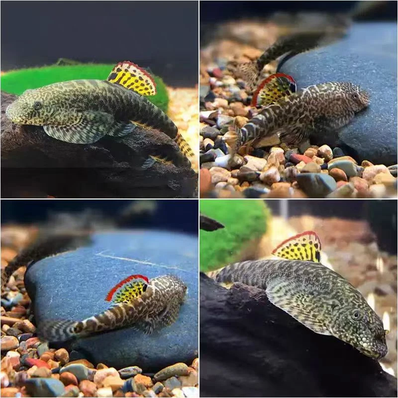 爬岩鳅双吸盘琵琶鱼冷水清道夫不加温鱼缸除藻原生鱼冷水鱼观赏鱼