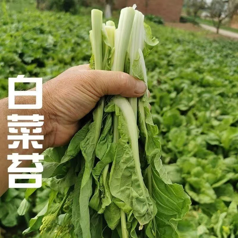 贵州农村乡下种植土特产专属链接