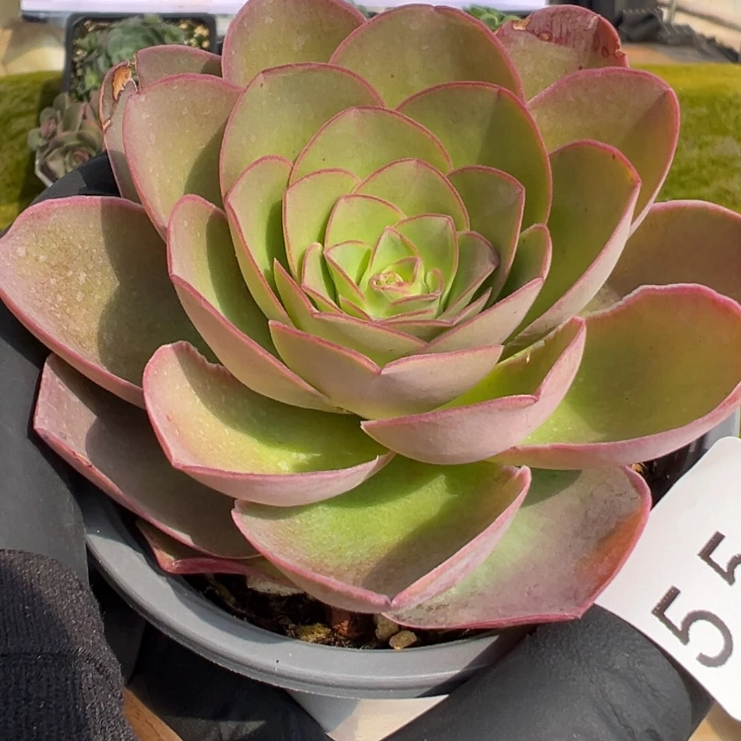 559优选粉色边线基因8厘米