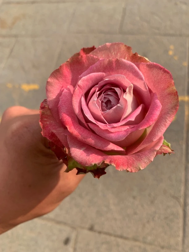 超新品月季给你一切复古紫色大切花四季开花勤花庭院阳台种植