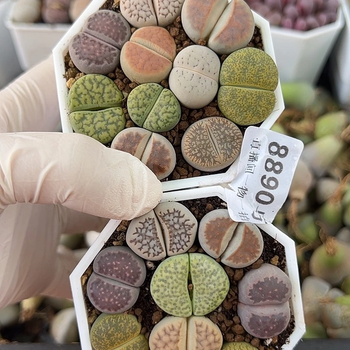 8890 好养易活生石花大母本两盆