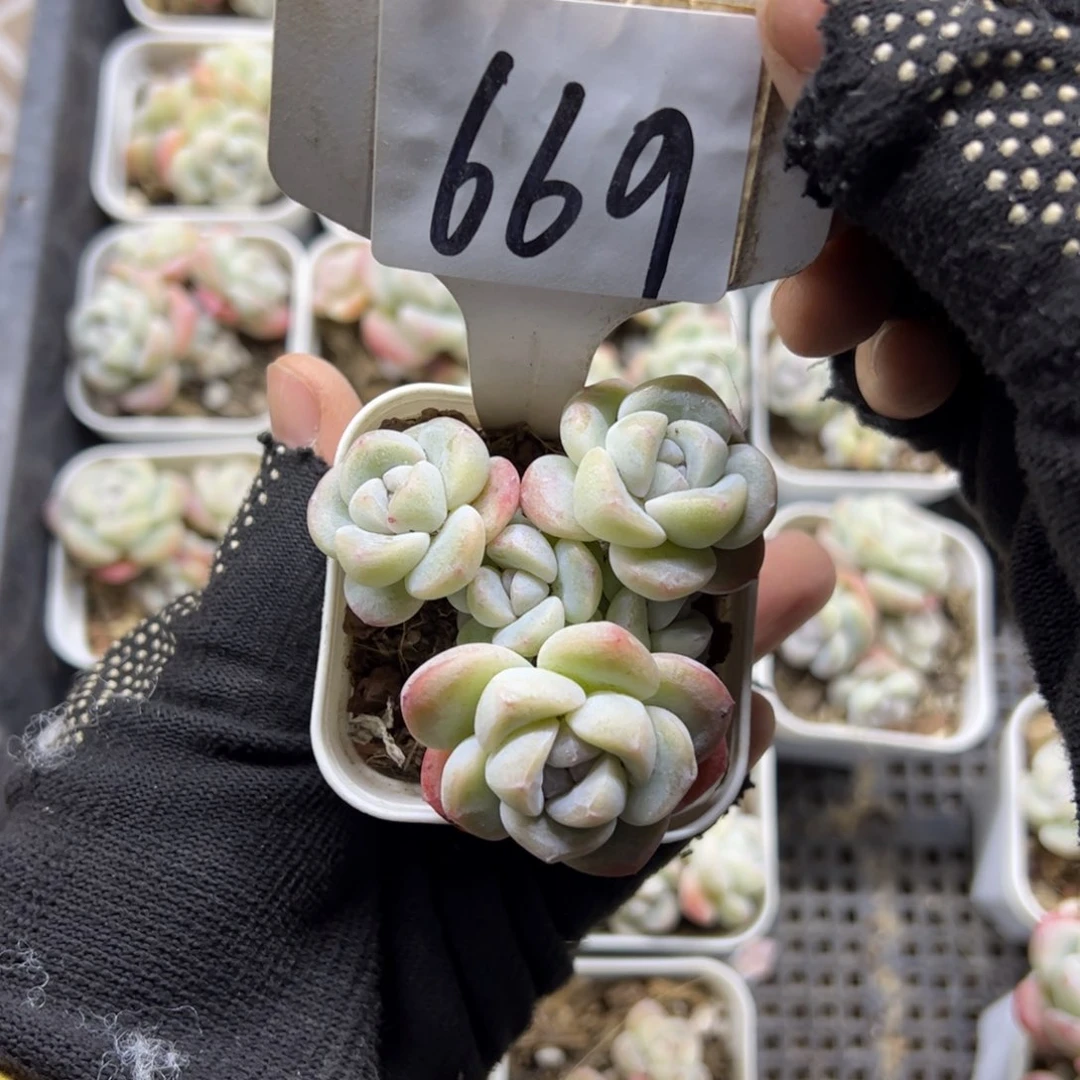 红陶669号多肉植物