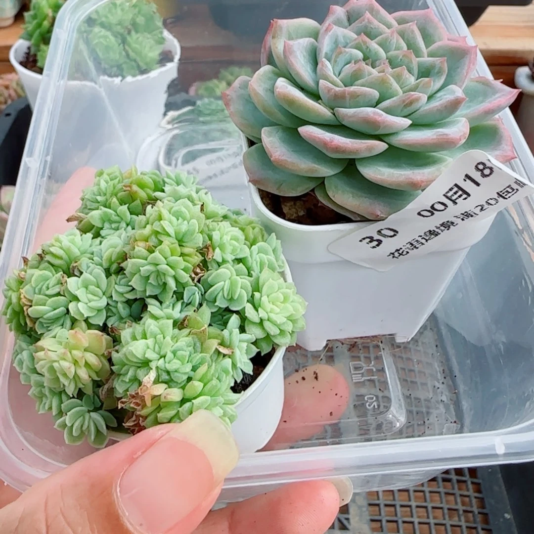 子***轩花语逸镜0018-30两个