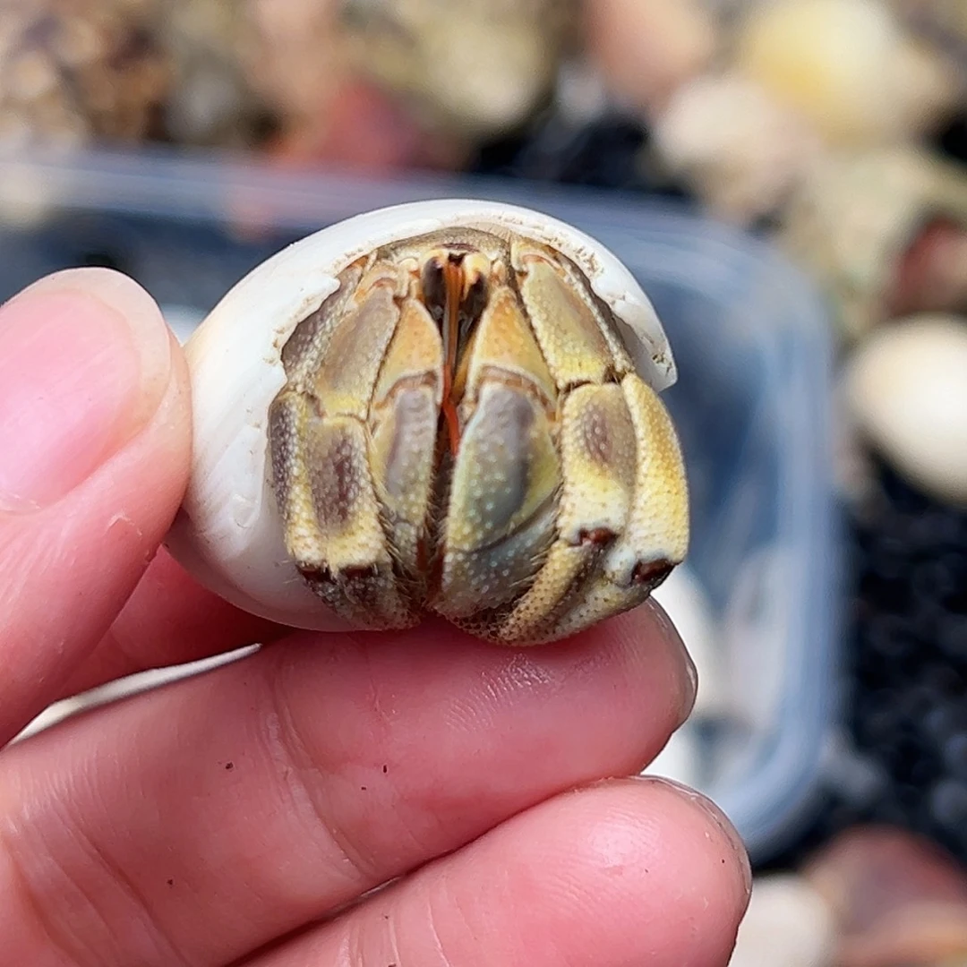 2口虎纹快来竞拍吧