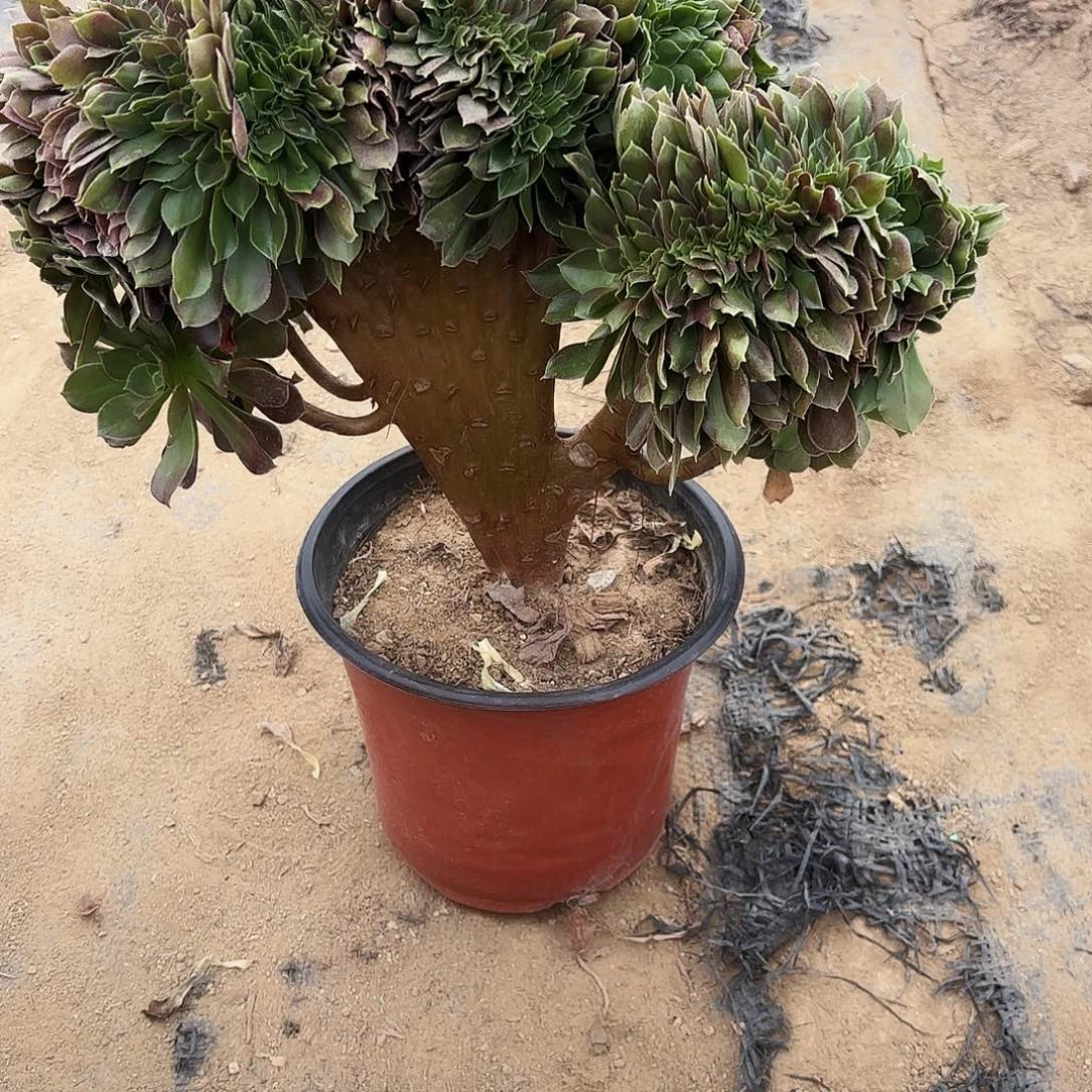 778玫瑰缀多肉植物