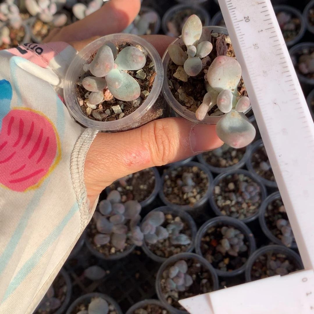 瑕疵特价不售后米可奶+大叶奶