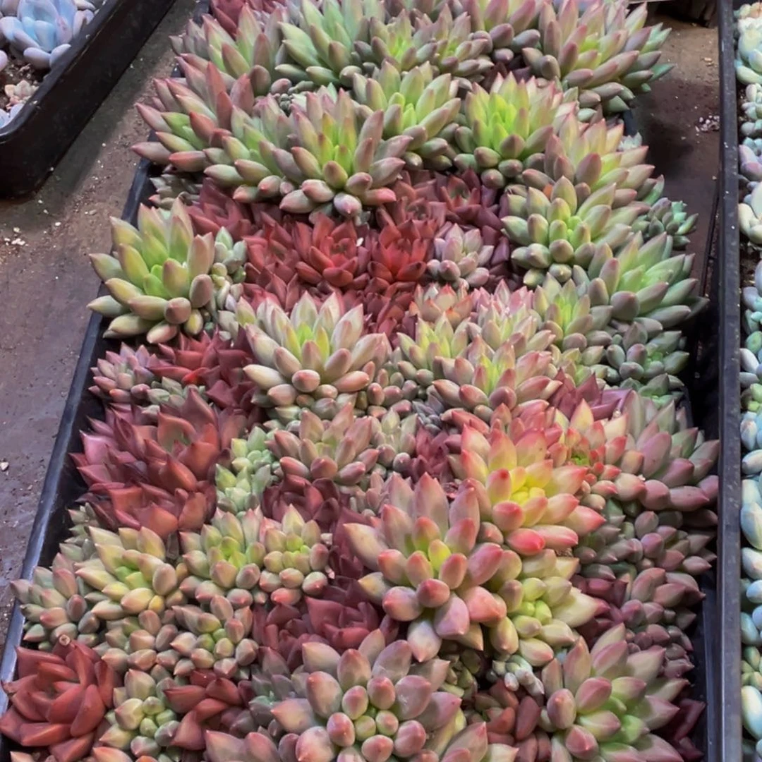 依***恋698多肉植物的生长发育