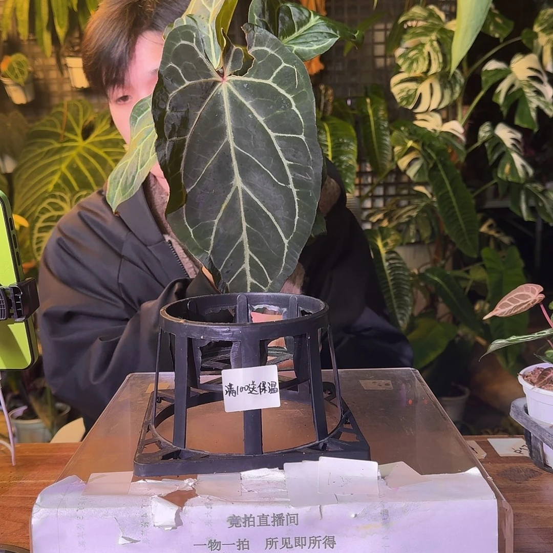 不开花植物G561巧克力杂银骑士叶损无售后