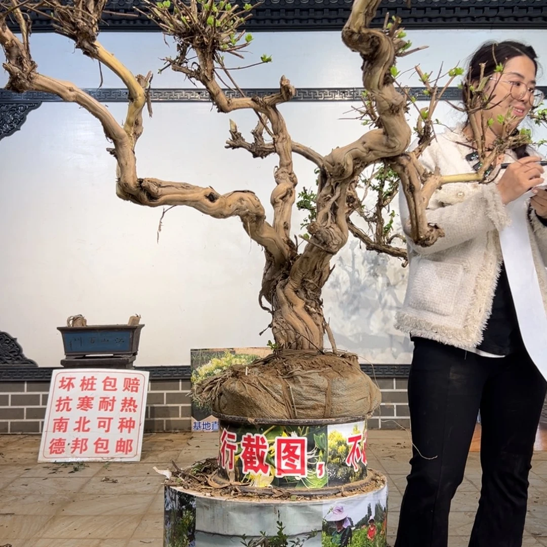 无花朵金银花88888