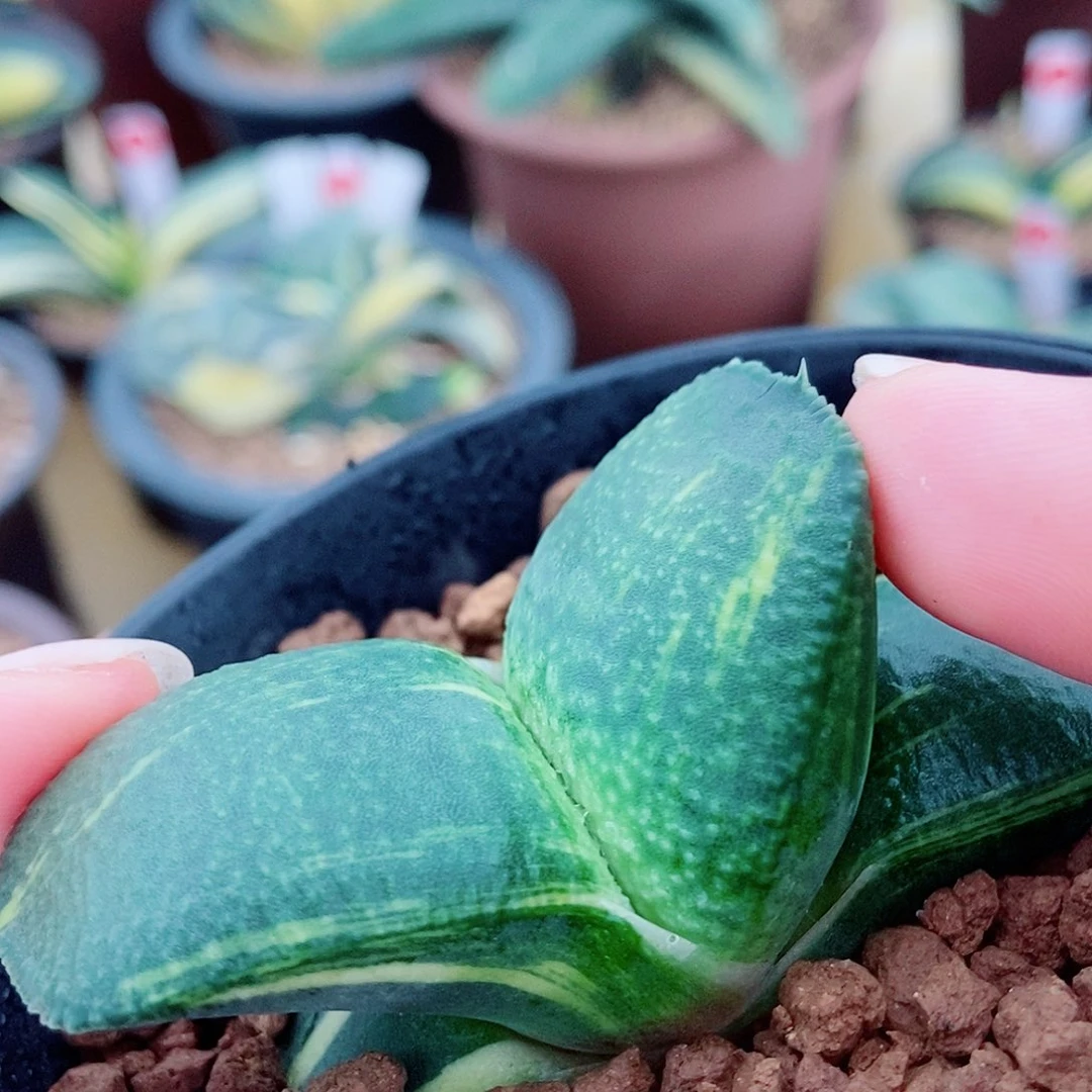 全部花苞962卧牛实生锦胖墩子带盆发货