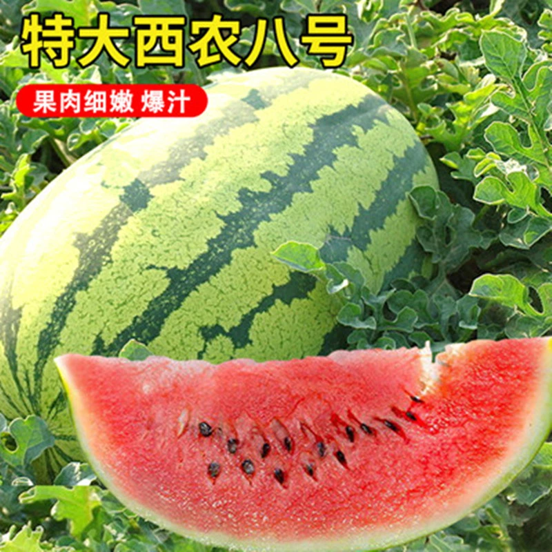 西农八号西瓜苗秧苗8号特大西瓜种籽孑幼苗高产耐热易种植嫁接苗