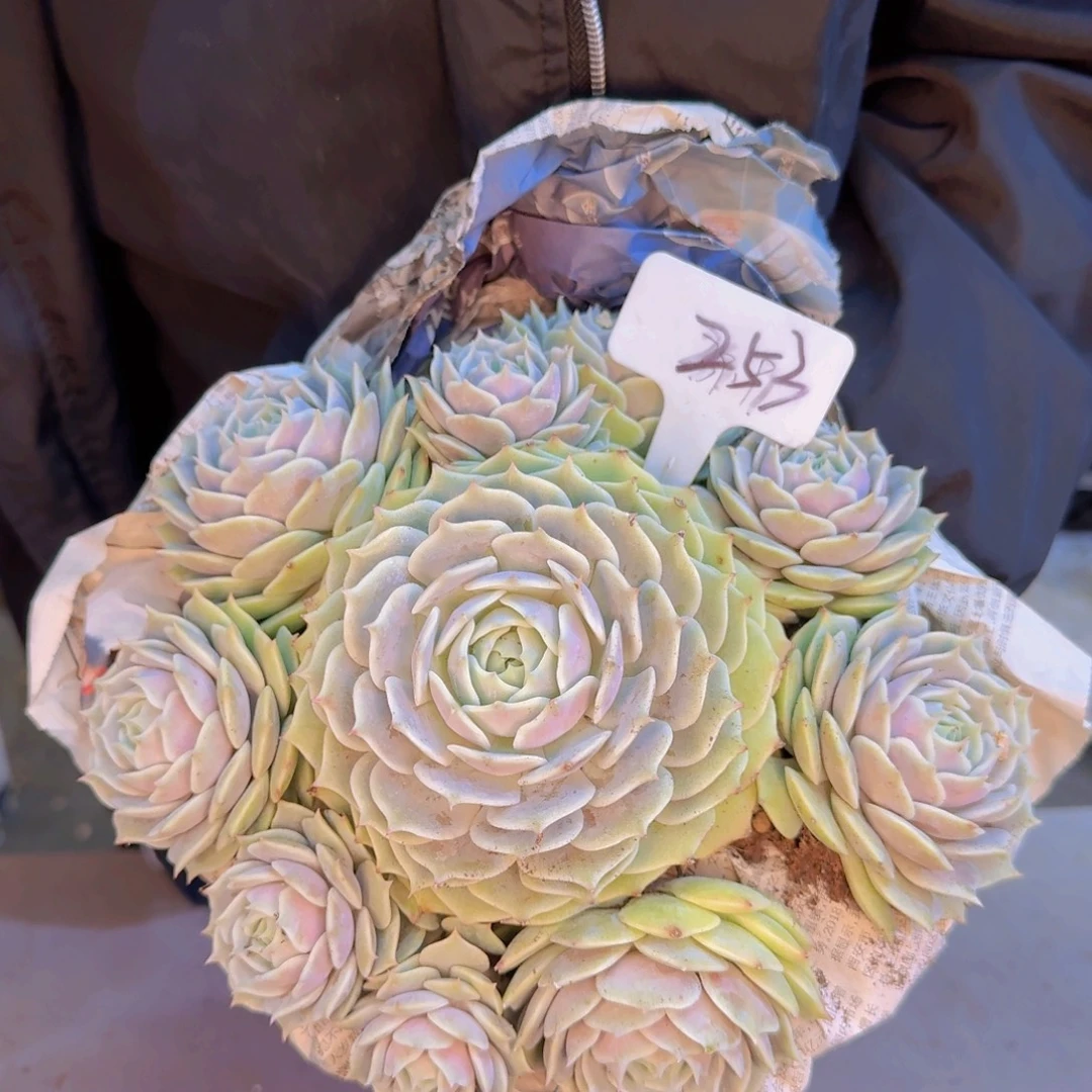 多肉植物的生长发育