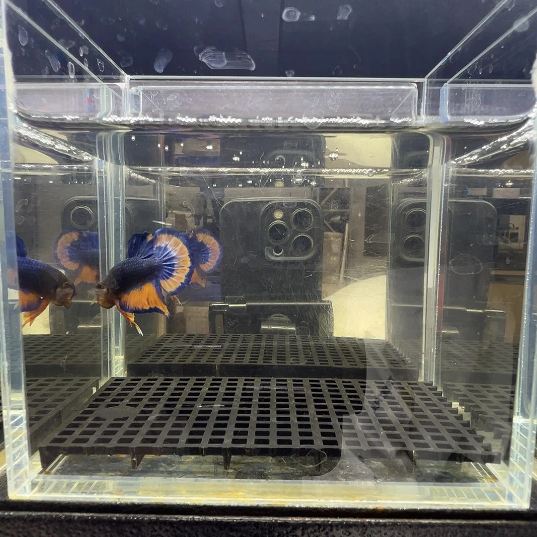 斗鱼阿浩泰斗14日74