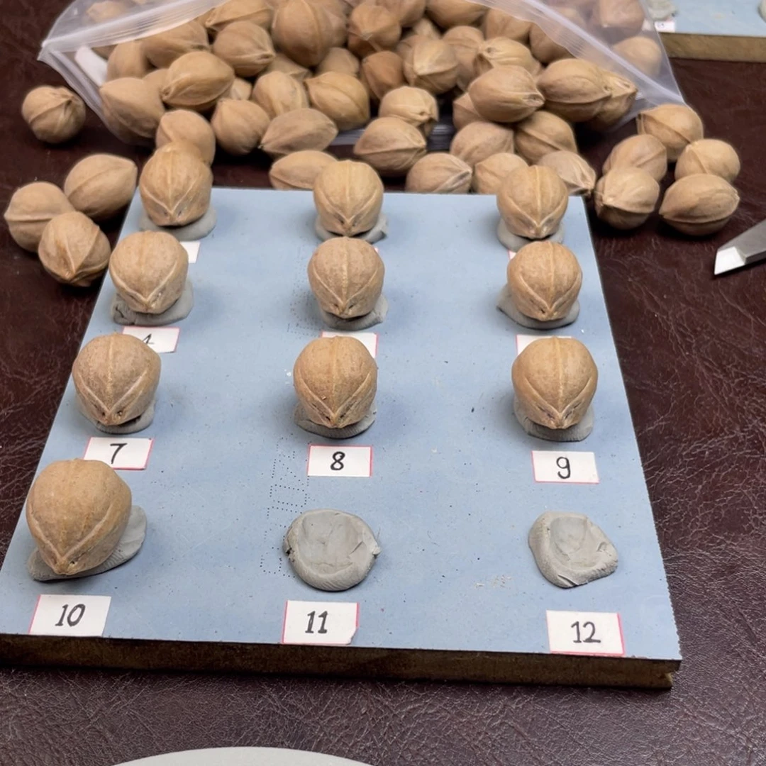 手串/手链橄榄核触**及21.26加三通梅林铁核