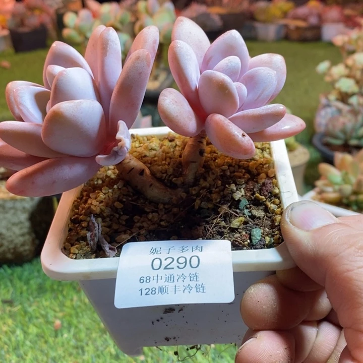 德***英0290啊啊啊啊啊啊啊啊啊啊啊