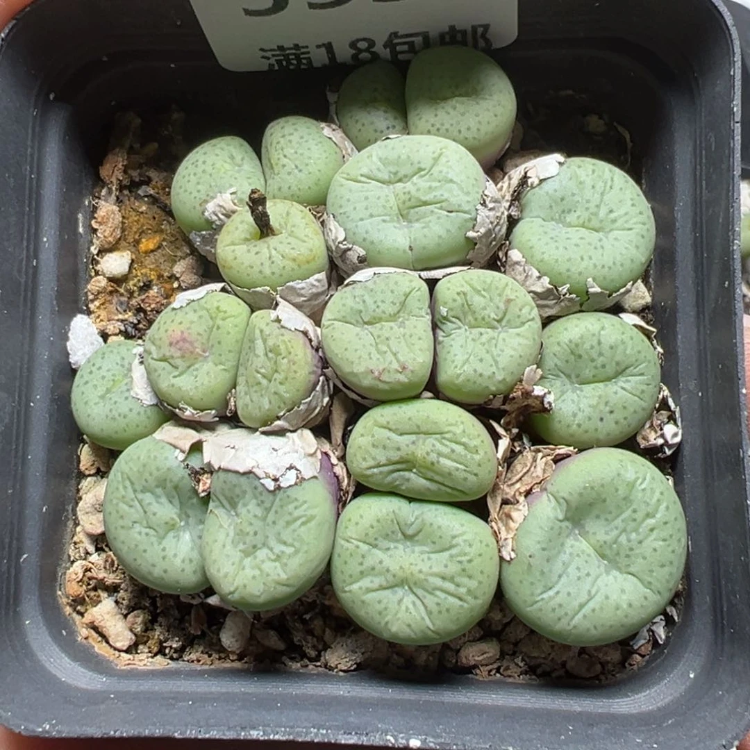 【闪购商品】555……