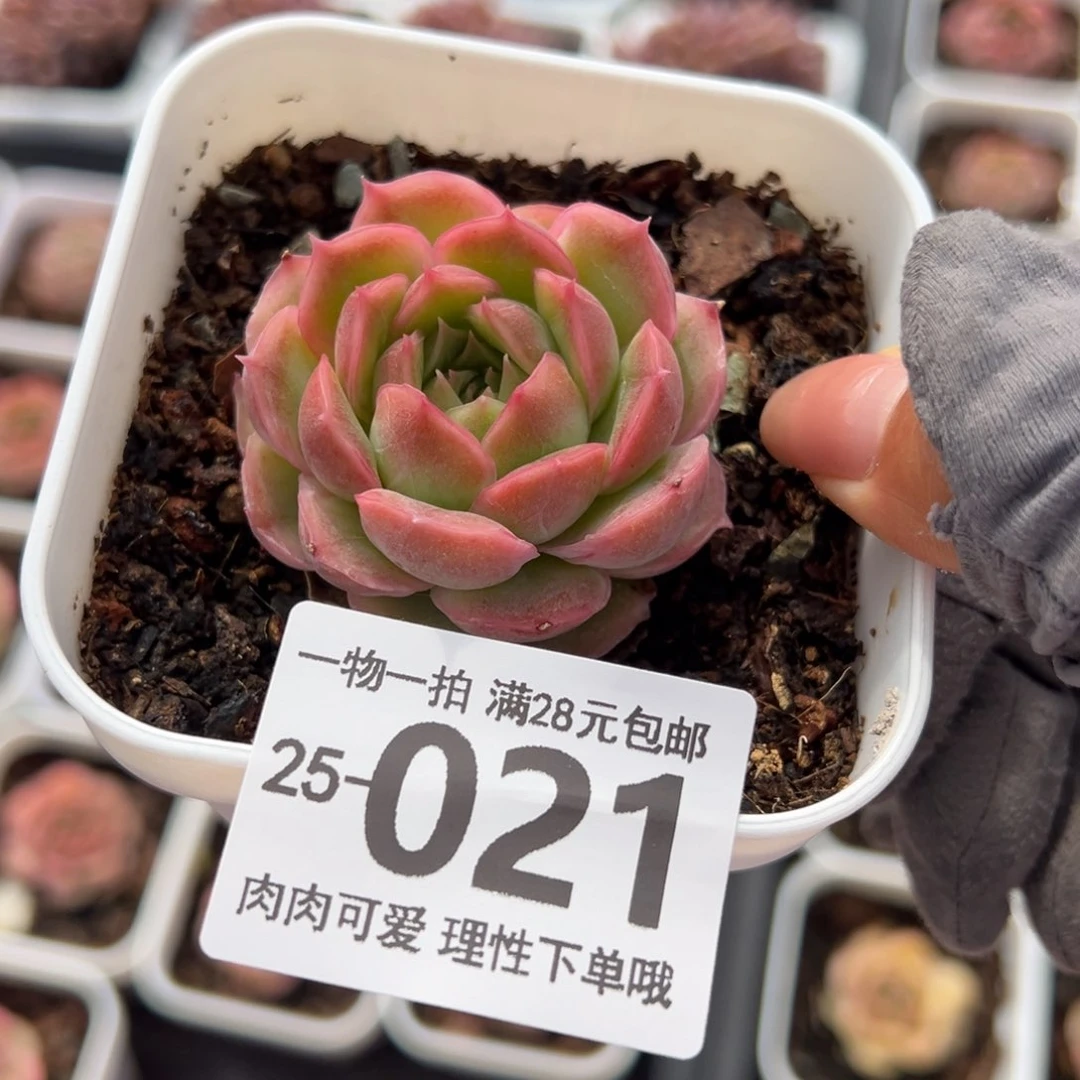 水晶虾饺多肉多肉多肉多肉多肉