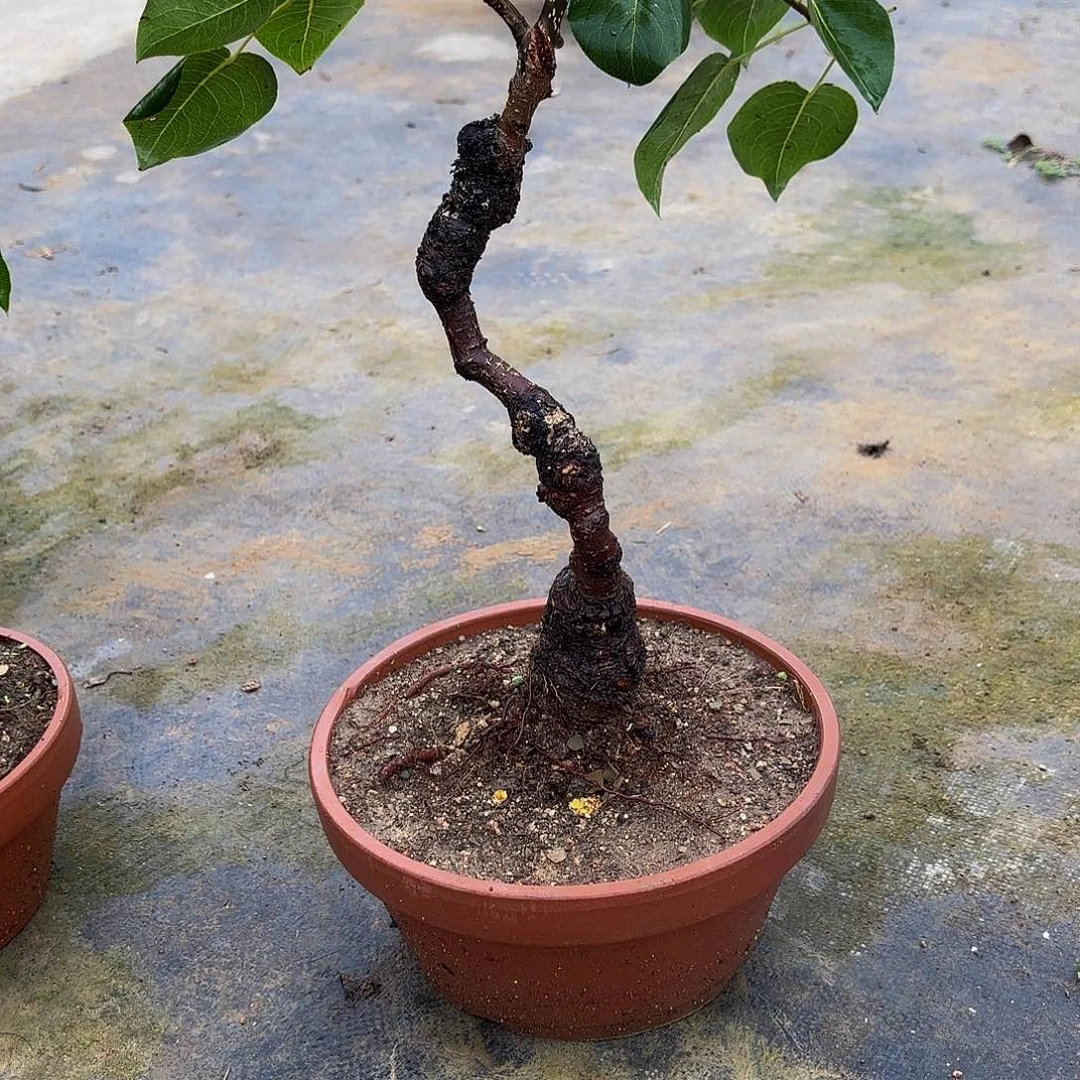 完全开放糖梨盆栽花卉