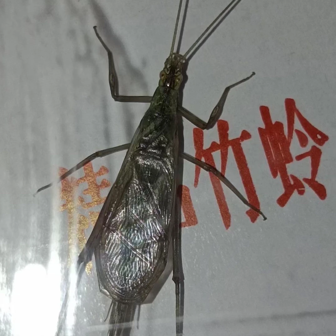 甘肃天水野采青竹蛉个头大稀有野生