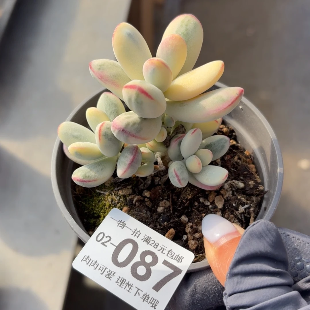 乒乓福娘锦无盆土发货