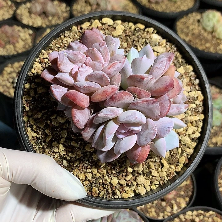 糖心雪天使嫦娥朵朵缀一体无砍