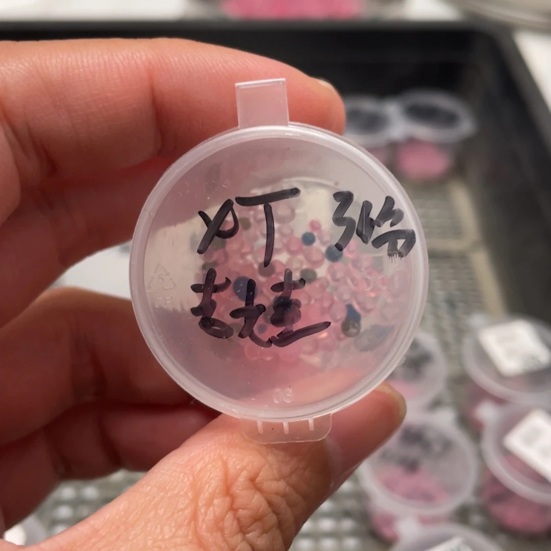 雪兔✖️吉娃娃20粒